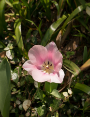 お花４