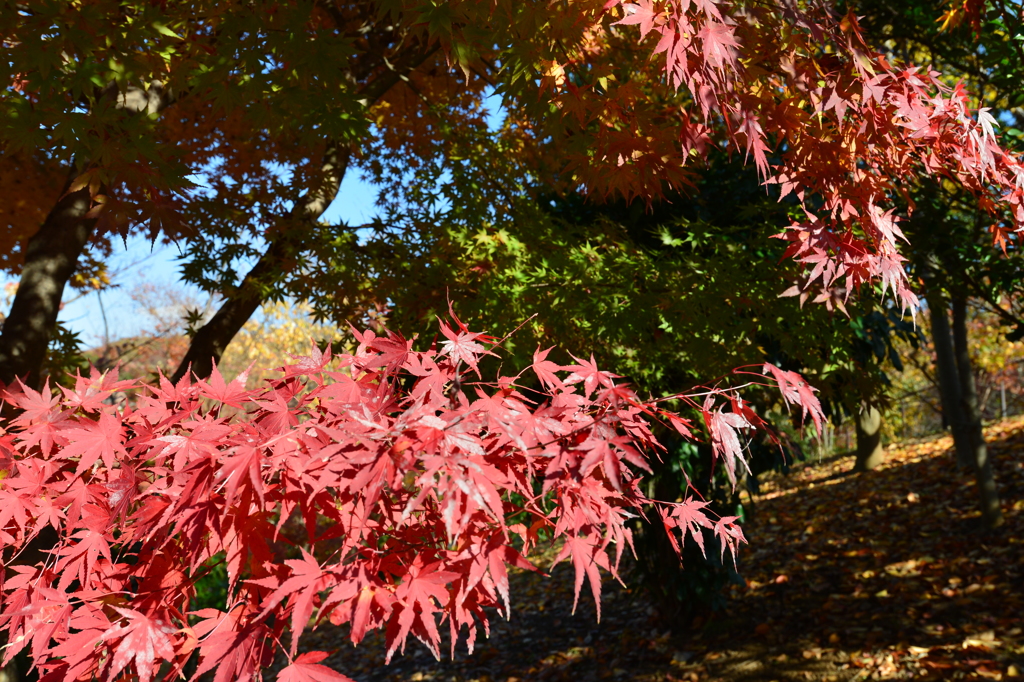 紅葉４