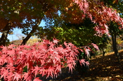 紅葉４
