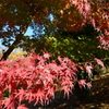 紅葉４