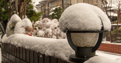 雪をかぶった羊