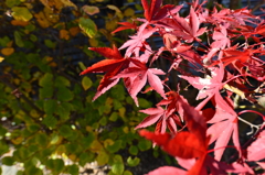 紅葉２