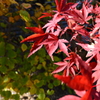 紅葉２