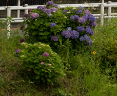 紫陽花