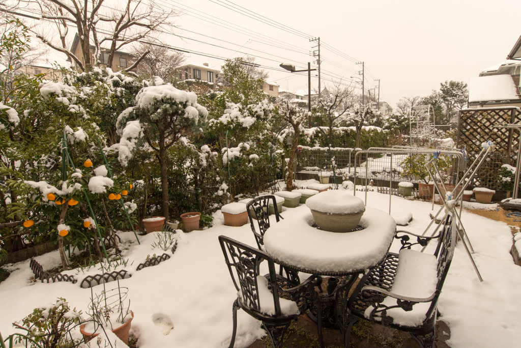 雪の庭