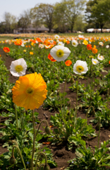 お花１９