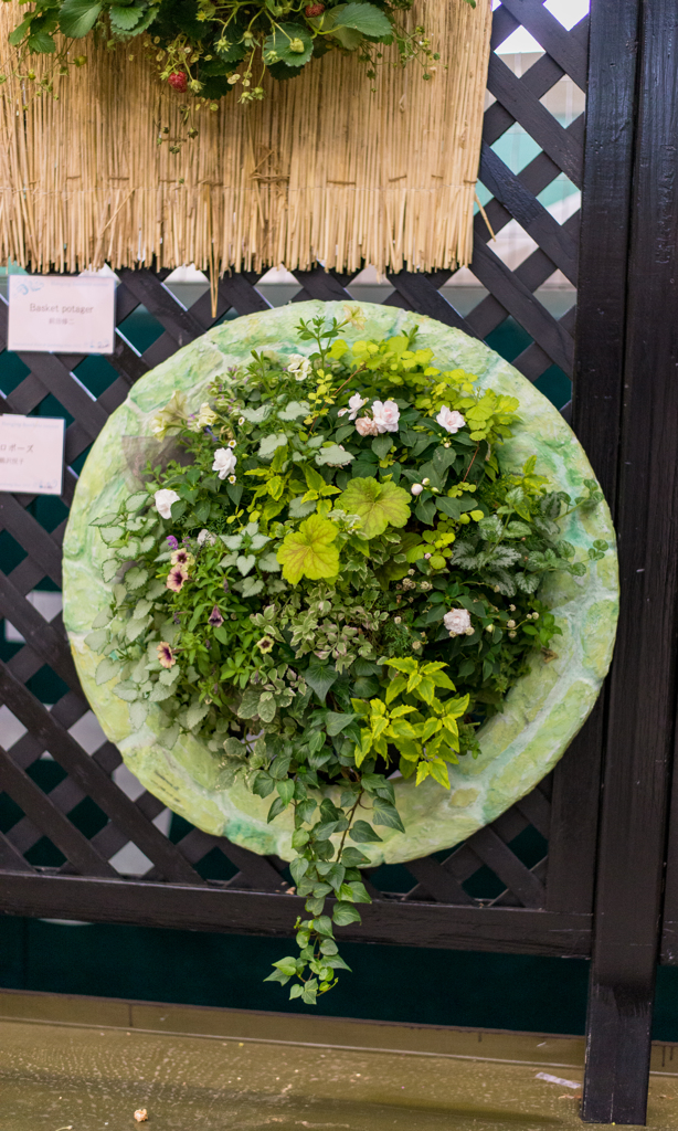 ハンギングバスケット９