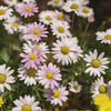 花壇に咲いていたお花
