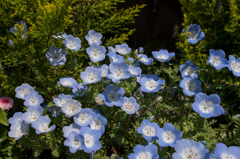 お花８