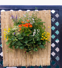 ハンギングバスケット１０