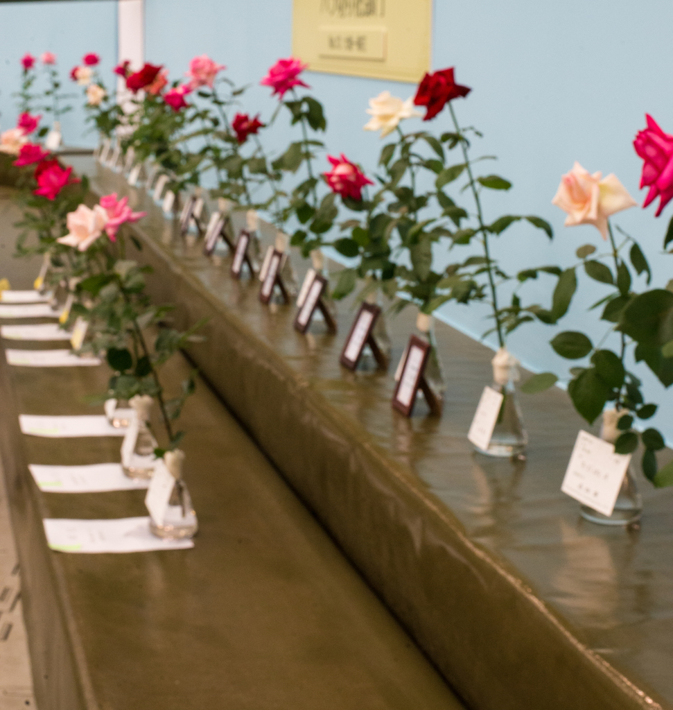 いちりんのバラ４５