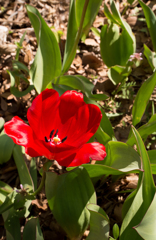 お花２