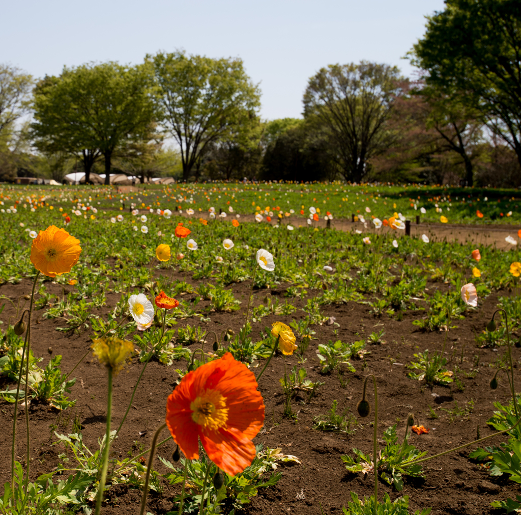 お花１８