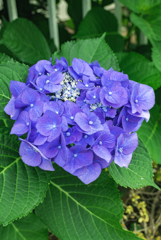紫陽花2