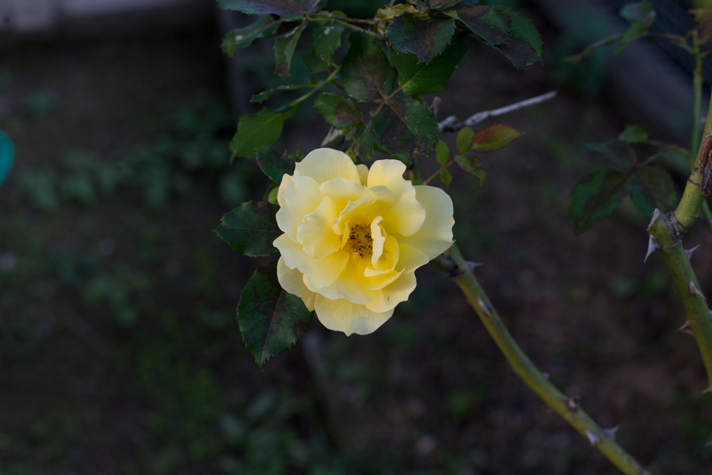 一輪の薔薇