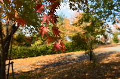 紅葉５