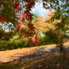 紅葉５
