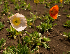 お花１７