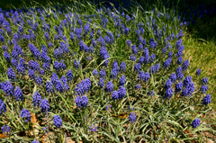 お花１０