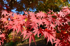 紅葉３