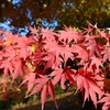 紅葉３