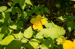 お花９