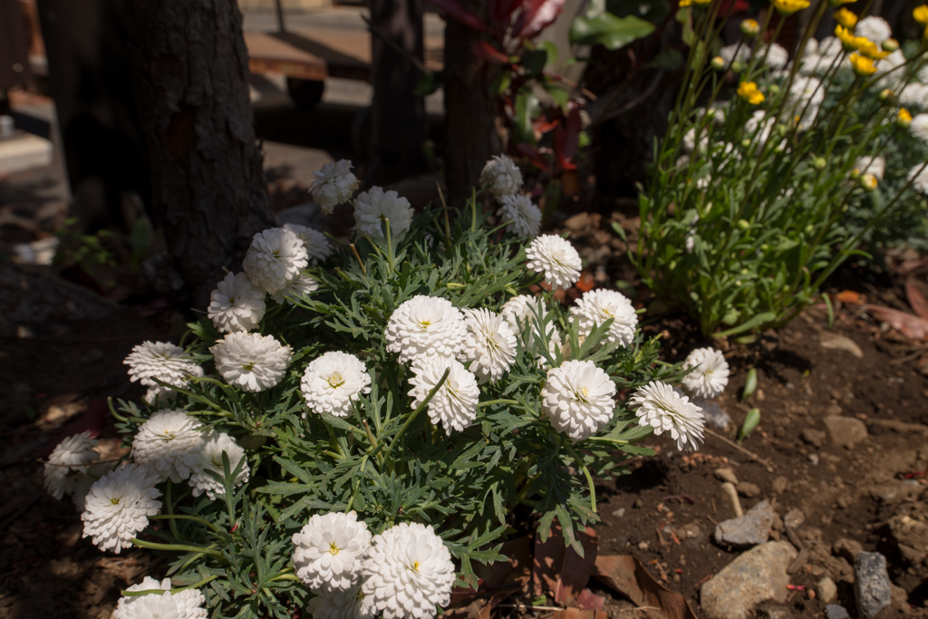 お花６