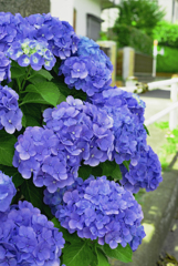 紫陽花1