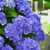 紫陽花1
