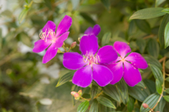 紫のお花