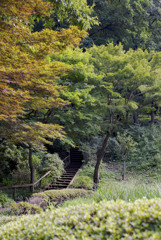 紅葉を見ながら散策