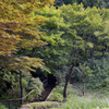 紅葉を見ながら散策