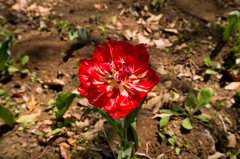 お花３