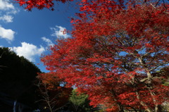 もみじと青空