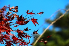 紅