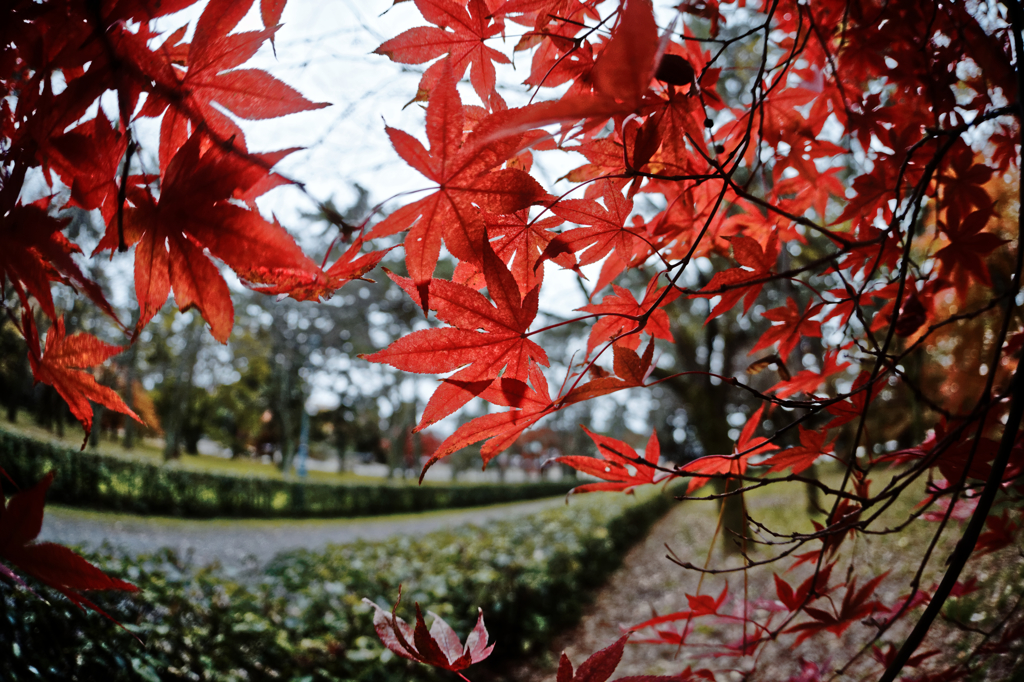 京都御苑　秋