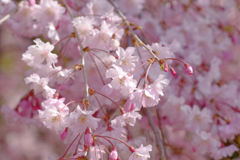 京都御苑　糸桜