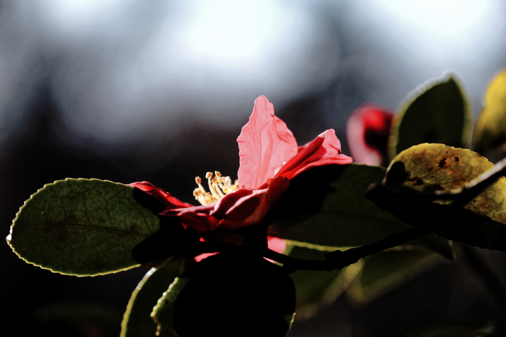 DSCF1342_DxO
