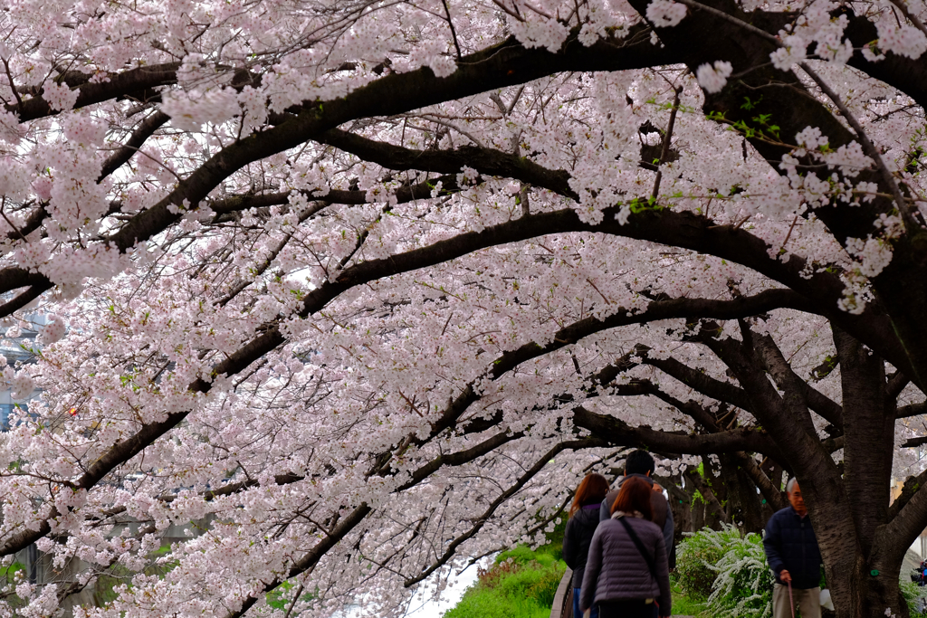 桜のトンネル