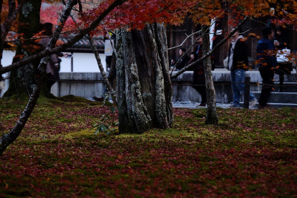 DSCF1764_DxO