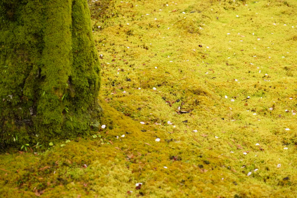 DSCF2139_DxO