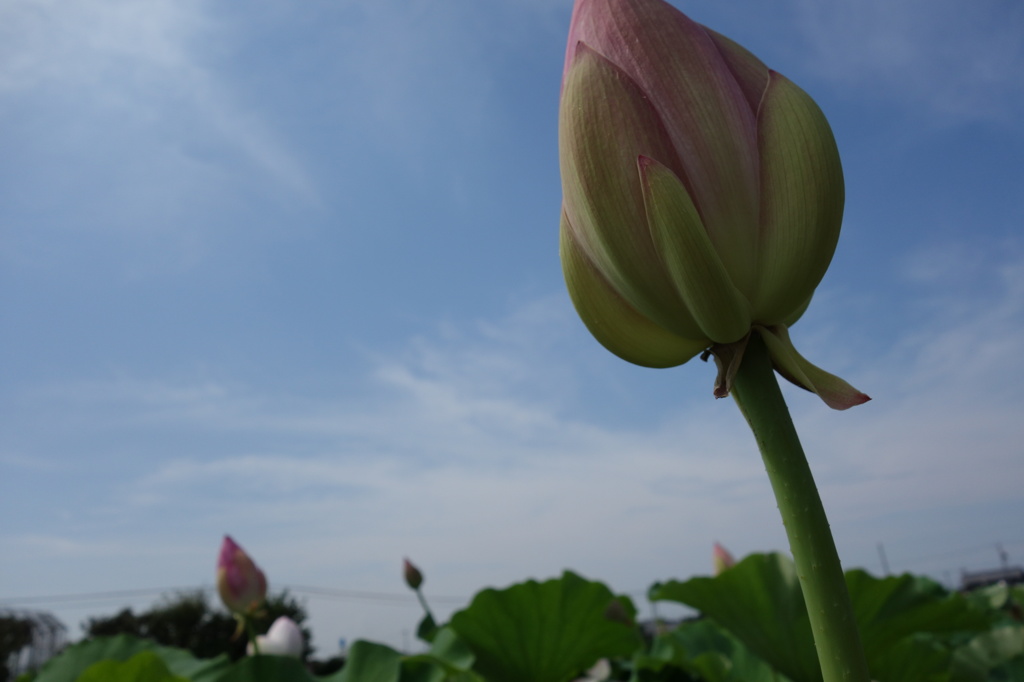 DSC00494