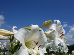 DSC00530