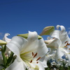 DSC00530