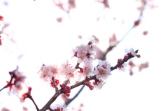 春