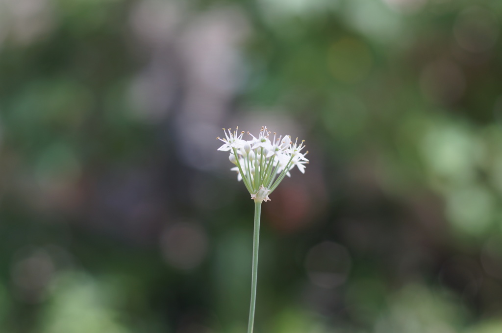野花