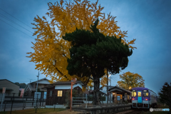 大銀杏と北条鉄道