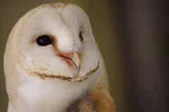 どこ見るフクロウ