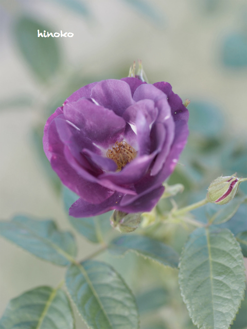 薔薇　やわらかいパープル