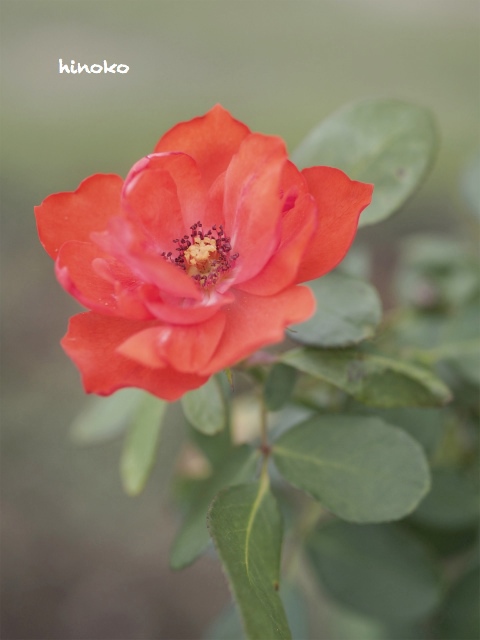 薔薇のポートレート